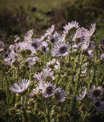 Berkheya purpurea