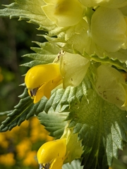 Rhinanthus alectorolophus