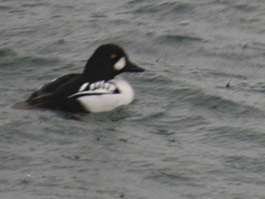 Bucephala clangula × islandica