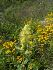 Rhinanthus alectorolophus