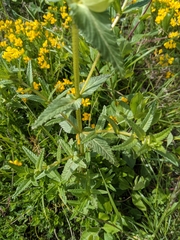 Rhinanthus alectorolophus