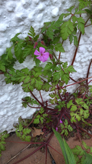 Geranium robertianum