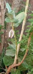 Calotropis procera