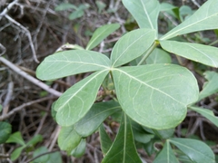 Cussonia thyrsiflora