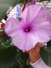 Ipomoea carnea