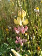 Lupinus gredensis