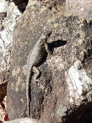 Sceloporus undulatus