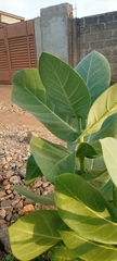 Calotropis procera