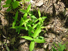 Silene stellata