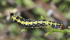 Cucullia erythrocephala