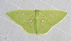 Comostola leucomerata