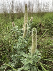 Dalea obovata