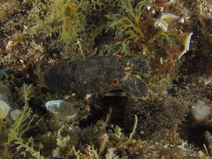 Scyllarus arctus