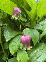 Clematis viorna