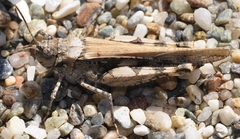 Acrotylus insubricus