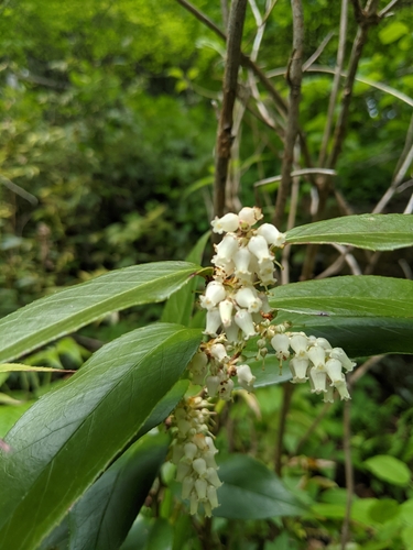 Leucothoe fontanesiana