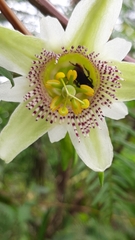 Passiflora adenopoda