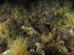 Scyllarus arctus