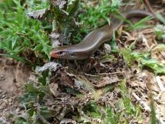 Chalcides bedriagai