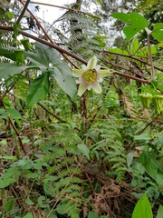 Passiflora adenopoda