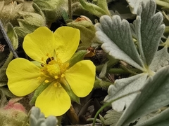 Potentilla cinerea