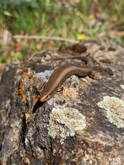 Chalcides bedriagai