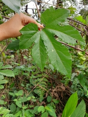 Passiflora adenopoda