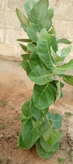 Calotropis procera image