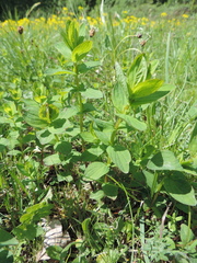Hypericum maculatum obtusiusculum