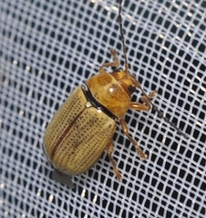 Cryptocephalus fulvus