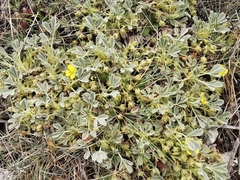 Potentilla cinerea