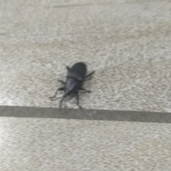 Odoiporus longicollis