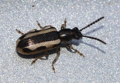 Crioceris macilenta