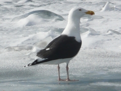 Larus marinus