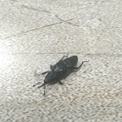 Odoiporus longicollis