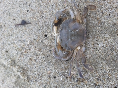 Liocarcinus
