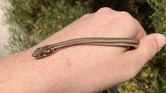 Psammophis notostictus