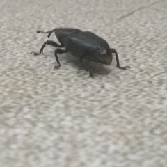 Odoiporus longicollis