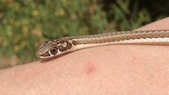 Psammophis notostictus
