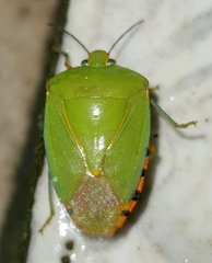 Chinavia runaspis