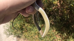 Psammophis notostictus