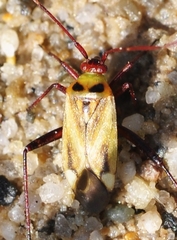 Adelphocoris falukei