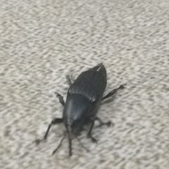 Odoiporus longicollis