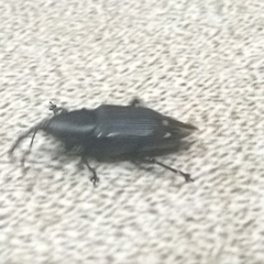 Odoiporus longicollis