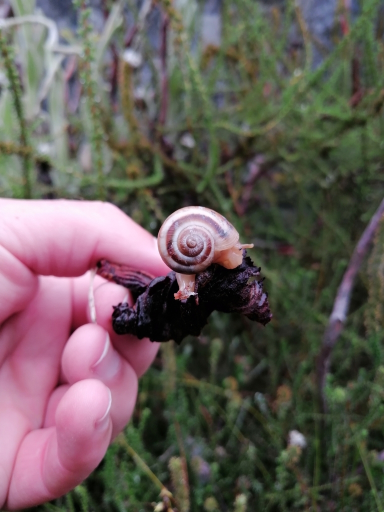 Fynbos Pinwheel Snail from Silver Mine (Nature Reserve), Cape Town ...