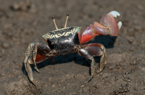Bowed Fiddler Crab, photo 7 of 9