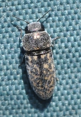 Acmaeodera rubromaculata