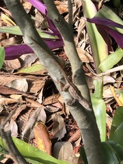 Anolis sagrei
