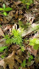 Galium concinnum