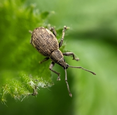 Peritelus sphaeroides